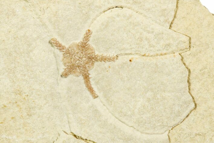 Jurassic Brittle Star Fossil - Solnhofen #244323